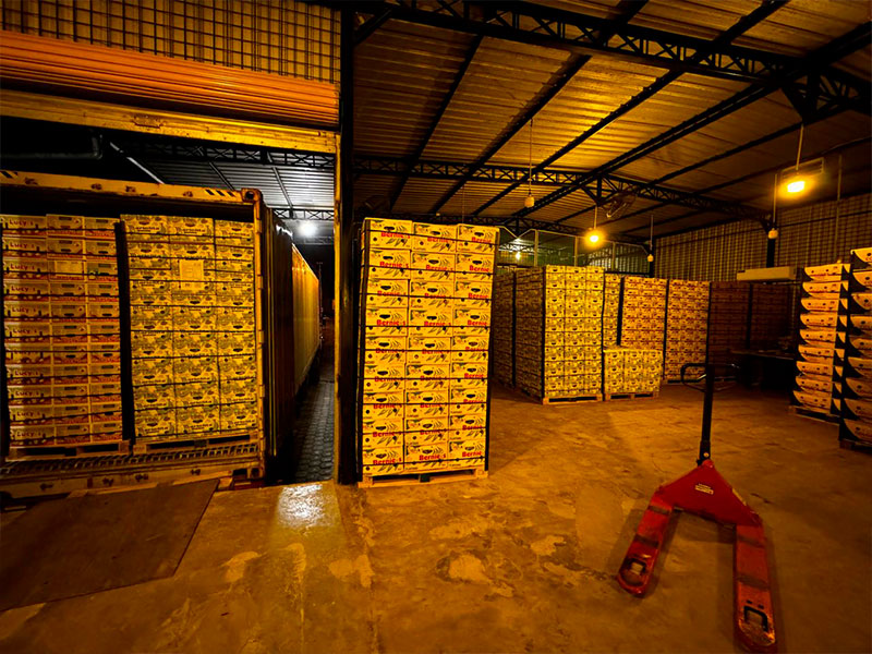 Servicio de Despacho de Plátano al Exterior