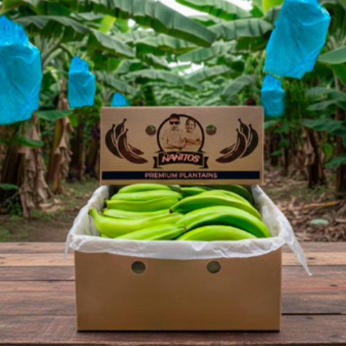 Exportación de Plátano Barraganete